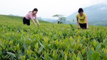 In 2022, the Yen Bai agricultural sector established 37 tea planting area codes for export to countries. (Photo: Ethnic Minority and Development Newspaper)